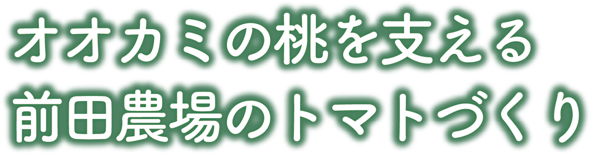 オオカミの桃を支える前田農場のトマトづくり