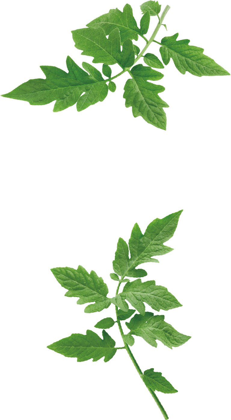 トマトづくり