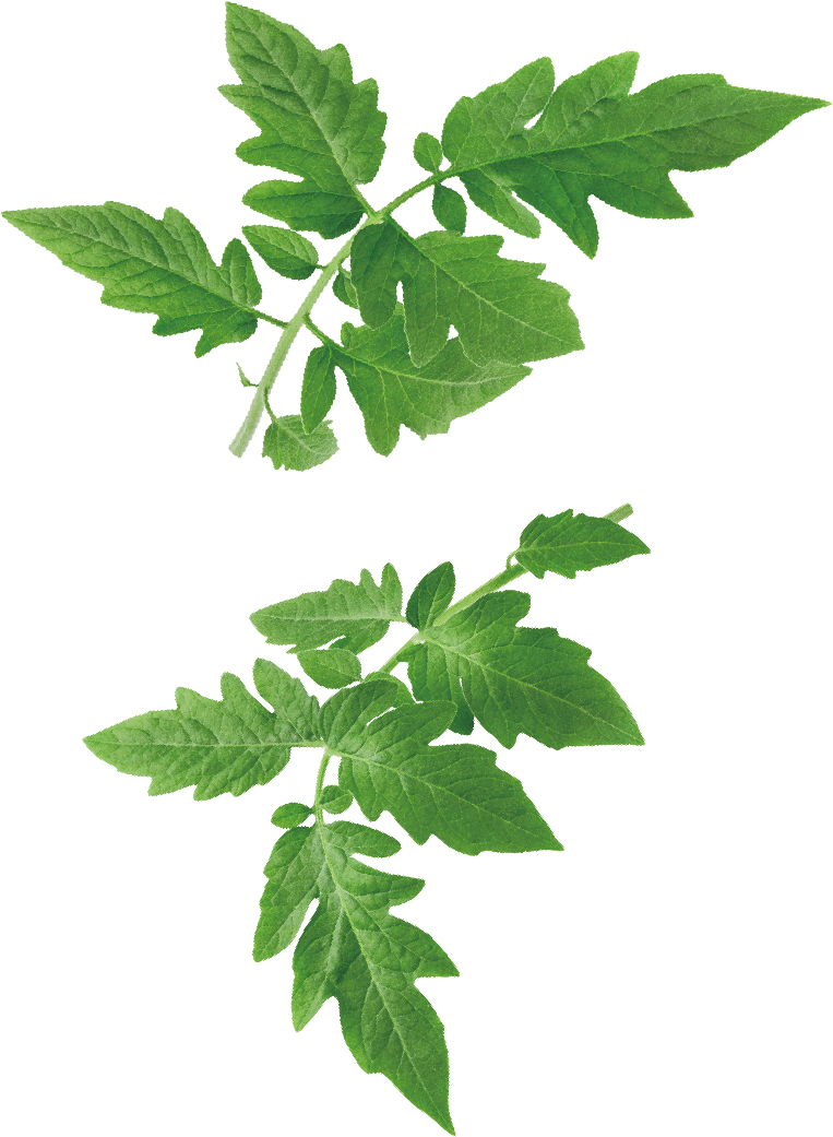 前田農場のトマト
