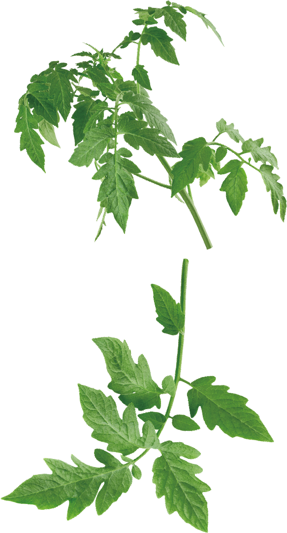 前田農場のトマト